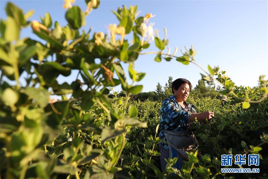 El 28 de mayo, una campesina de la aldea Liujiazhuang de Dameng, en el condado Neiqiu de la provincia de Hebei, recolecta madreselva.