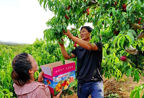 Los visitantes recogen nectarinas en una huerta. [Foto:Yang Shiyao de Agencia de Noticias Xinhua]