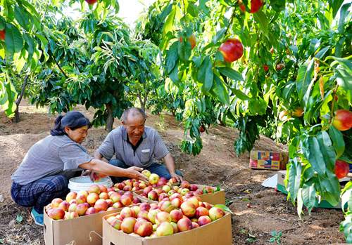 Los agricultores del distrito Funing en la ciudad de Qinhuangdao cargan cajas con las nectarinas que acaban de recoger. [Foto:Yang Shiyao de Agencia de Noticias Xinhua]