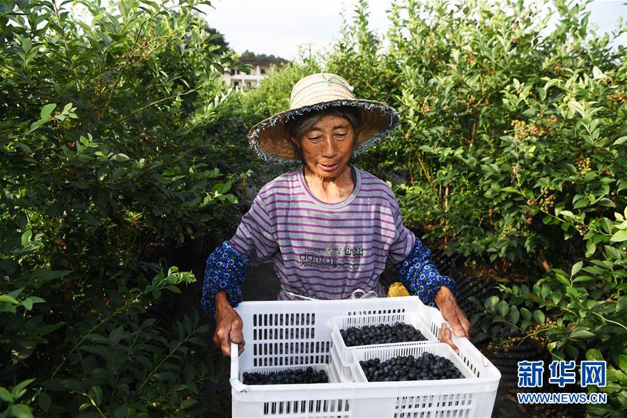 El 10 de julio, los aldeanos transportaron arándanos recién cosechados de la Base de Plantación de Arándanos, situada en la aldea Jinhua de Xinglong, distrito Nanchuan de Chongqing. 