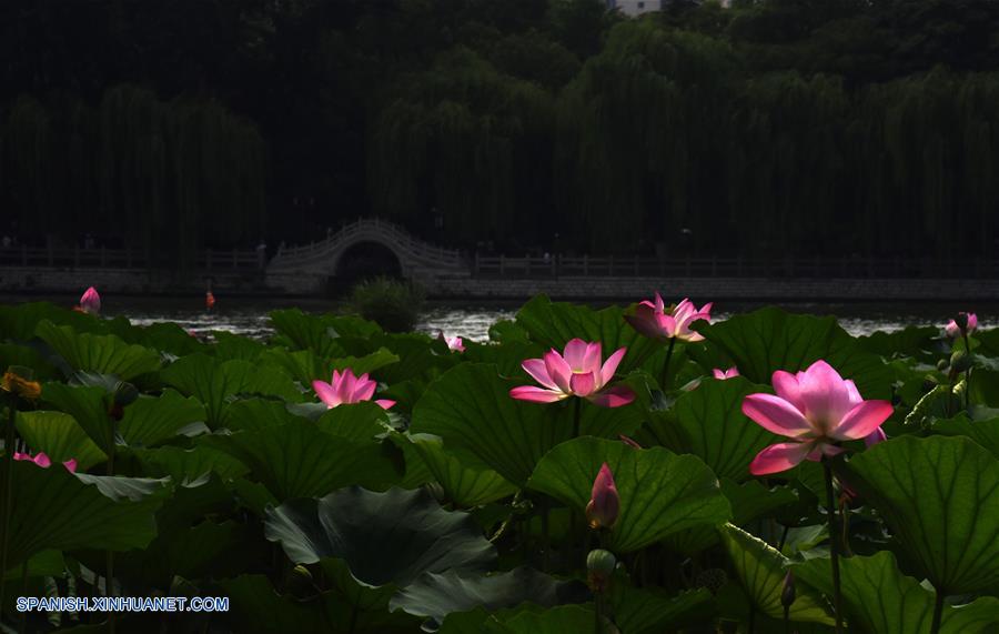 Shandong: Flores de loto florecen en el Lago Daming en Jinan