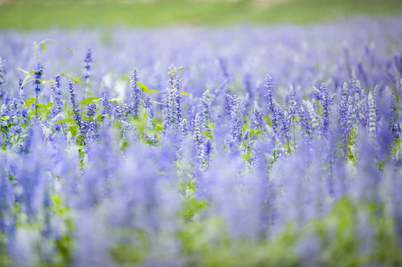 Los campos de lavanda en Mongolia Interior fascinan a los turistas con su color púrpura