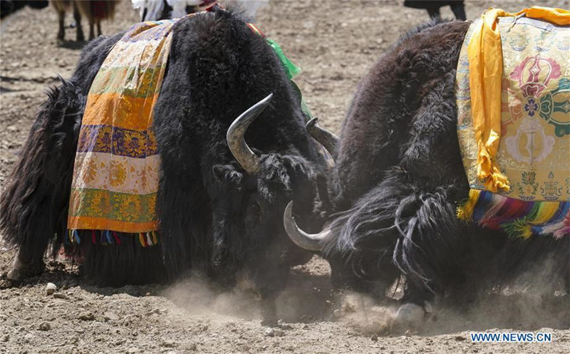 Tíbet celebra su popular festival “taurino”