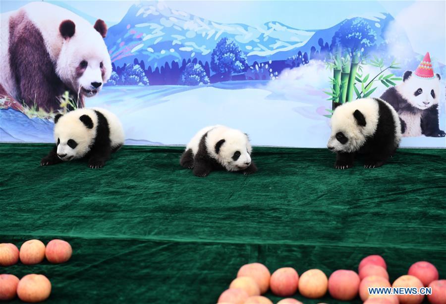 Tres cachorros de panda realizan su primera aparición pública en Xi'an