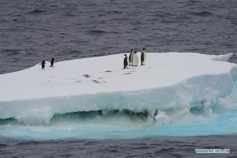 Pingüinos cerca del Xuelong Ⅱ (Dragón de Nieve Ⅱ), el rompehielos polar de China que surca el Océano Austral.