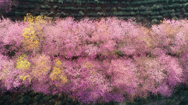 Las 'nubes rosadas' realzan el paisaje invernal de Guizhou
