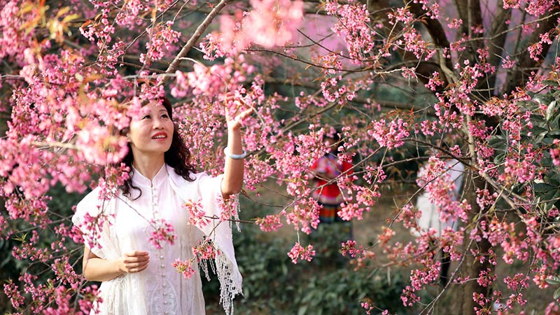 Un visitante disfruta de los cerezos en flor en una plantación de té en la ciudad de Xingyi, provincia de Guizhou, suroeste de China. [Foto de Wu Jianming y Tang Jinxiang / proporcionada a chinadaily.com.cn]