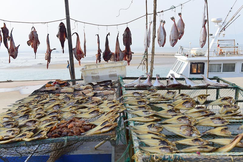 Comienza la cosecha de pescado salado seco de invierno en Qingdao