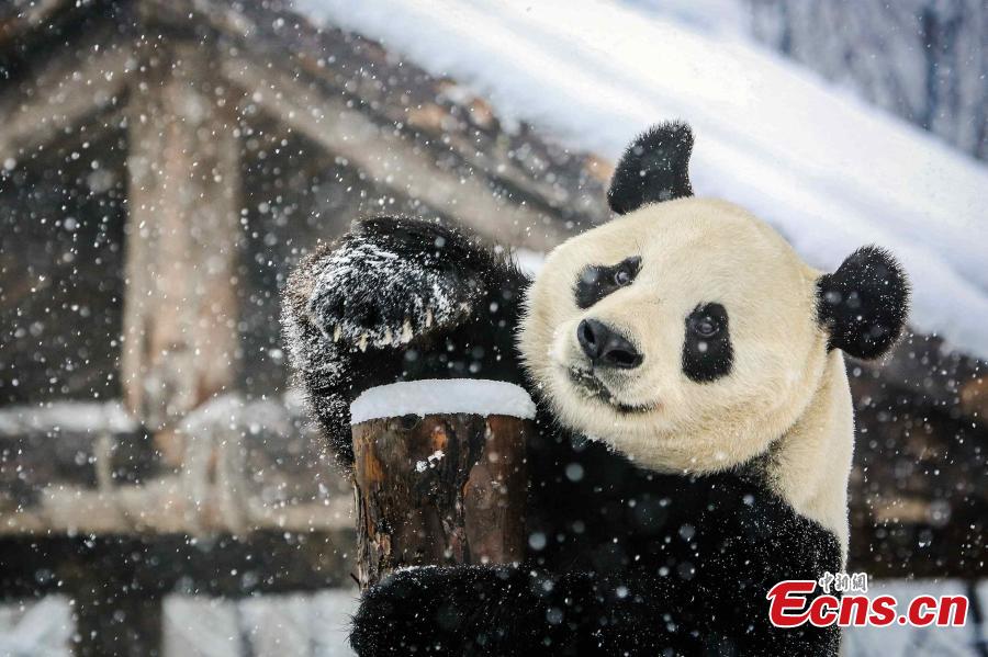 Pandas de Jinan disfrutan la primera nevada de la temporada