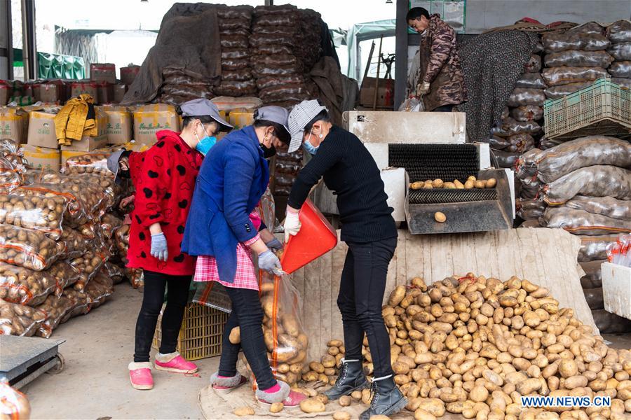 CHANGSHA, 7 febrero, 2020 (Xinhua) -- Personas cargan papas en un centro logístico de productos agrícolas en Changsha, provincia de Hunan, en el centro de China, el 7 de febrero de 2020. Changsha ha intensificado sus esfuerzos para garantizar un suministro continuo de verduras y precios estables en la lucha contra el nuevo coronavirus. (Xinhua/Chen Sihan)