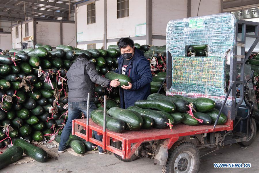 CHANGSHA, 7 febrero, 2020 (Xinhua) -- Personas cargan calabaza blanca en un centro logístico de productos agrícolas en Changsha, provincia de Hunan, en el centro de China, el 7 de febrero de 2020. Changsha ha intensificado sus esfuerzos para garantizar un suministro continuo de verduras y precios estables en la lucha contra el nuevo coronavirus. (Xinhua/Chen Sihan)