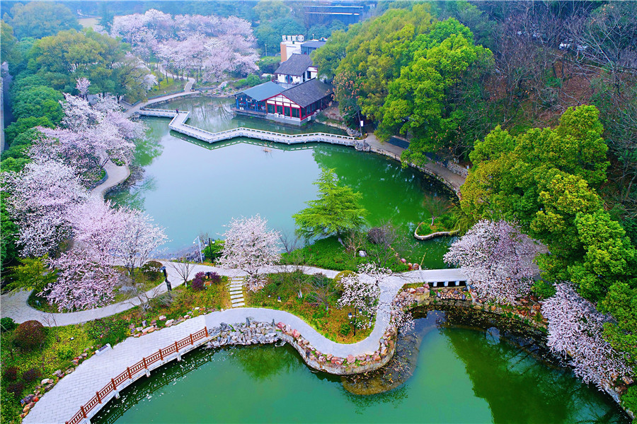 Más de 200 cerezos florecen en el Parque Wangyue de Changsha, integrándose al jardín paisaje del lago. (Foto: Xu Xing/ China Daily)