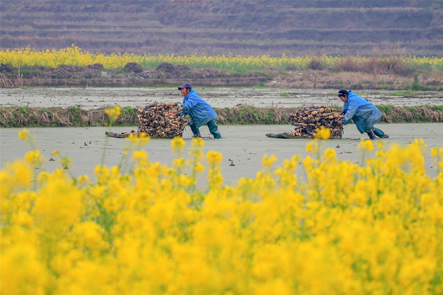 Los agricultores cavan raíces de loto en el pueblo Siping, condado de Longshan. (Foto: Zeng Xianghui/ China Daily)