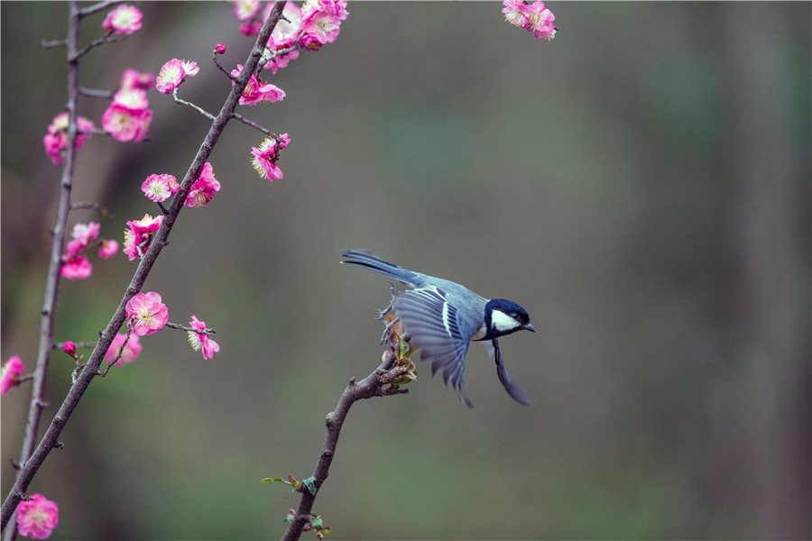 En el Parque Ecológico de Hengyang, un polluelo vuela sobre las flores de ciruela. (Foto: Zhang Jingming/ China Daily) 
