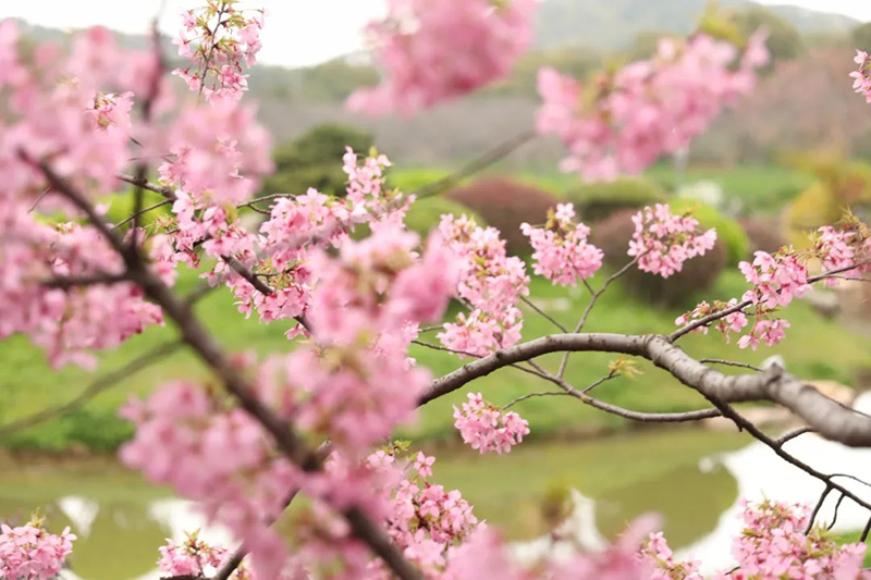Florecen los cerezos en el lago Este de Wuhan