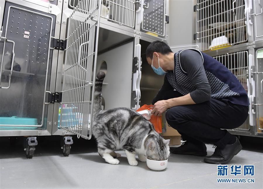 El 24 de marzo, el "papá" temporal Gao Jindong limpió la casa de un gato mientras este comía. Foto de Li He, Agencia de Noticias Xinhua.