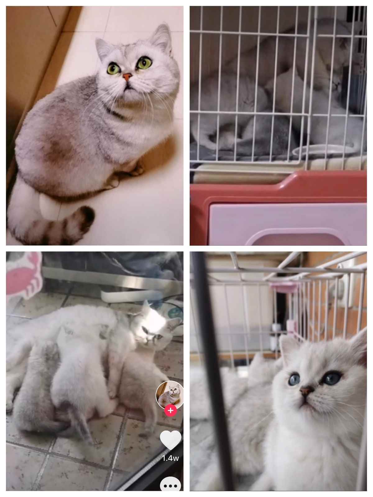 Una gata de Wuhan da a luz y cría a sus cachorros sin ayuda porque los dueños estaban hospitalizados
