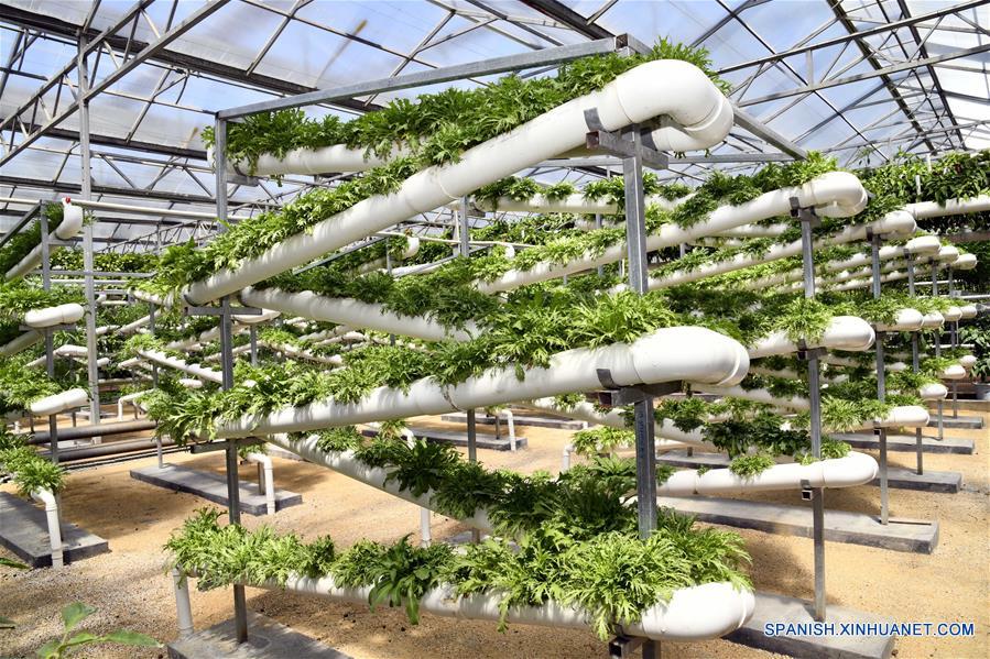 Cultivo hidropónico de vegetales en XXI Exposición Internacional de Ciencia y Tecnología Vegetal de China