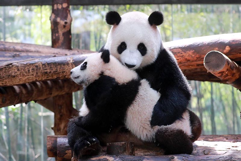 El panda bebé con su madre Jia Jia. [Foto proporcionada a China Daily]