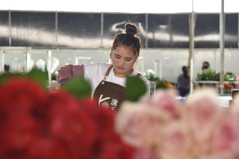 Una empleada trabaja en un taller de una base de plantación de rosas en el condado Luliang de Qujing, provincia de Yunnan, suroeste de China, el 28 de abril de 2020. [Foto / Xinhua]
