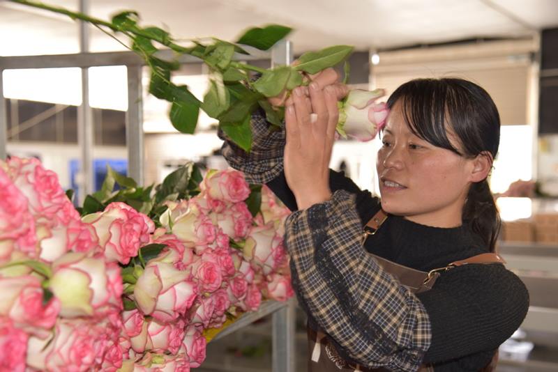 Una empleada trabaja en un taller de una base de plantación de rosas en el condado Luliang de Qujing, provincia de Yunnan, suroeste de China, el 28 de abril de 2020. [Foto / Xinhua]