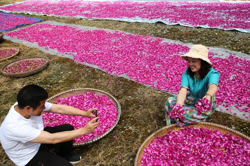 Una visitante posa para una foto en un jardín de rosas en Chongqing, suroeste de China el 1 de mayo de 2020. [Foto / Xinhua]