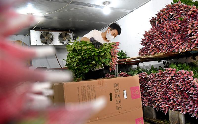 Dong Yuan, un joven emprendedor, empaca rosas para la venta en Zibo, provincia de Shandong, este de China, el 28 de abril de 2020. [Foto / Xinhua]