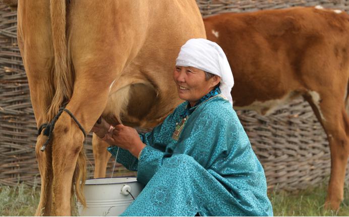 La vida de los pastores en la región autónoma de Mongolia Interior ha mejorado considerablemente. Se ha desarrollado el turismo ganadero y ecológico. En la foto, una pastora de Mongolia Interior está ordeñando una vaca. Lu Changzai / Foto de Diario del Pueblo