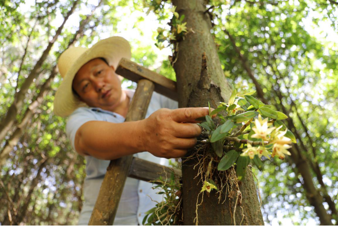 El condado de Anfu, perteneciente a la ciudad de Ji'an, ha desarrollado la cultura de las hierbas medicinales. (Foto: Liu Liqiang/ vip.people.com.cn)