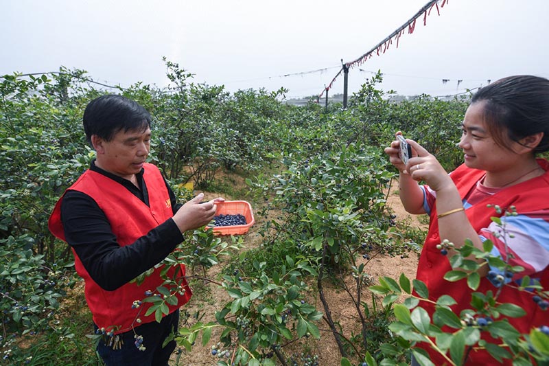 Voluntaria transmite en vivo, vía Internet y desde su teléfono inteligente, la promoción y venta de arándanos. Lincheng, Changxing, Zhejiang, 20 de mayo del 2020. [Foto: Xinhua]
