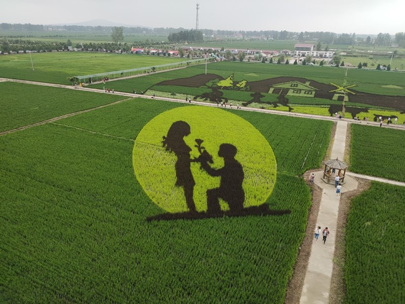 Imagen de una caricatura en un arrozal en la aldea Zhaolou de Liuzhuang, provincia de Henan, como parte de un esfuerzo por atraer a los turistas e impulsar las ventas de arroz. [Foto proporcionada a chinadaily.com.cn]