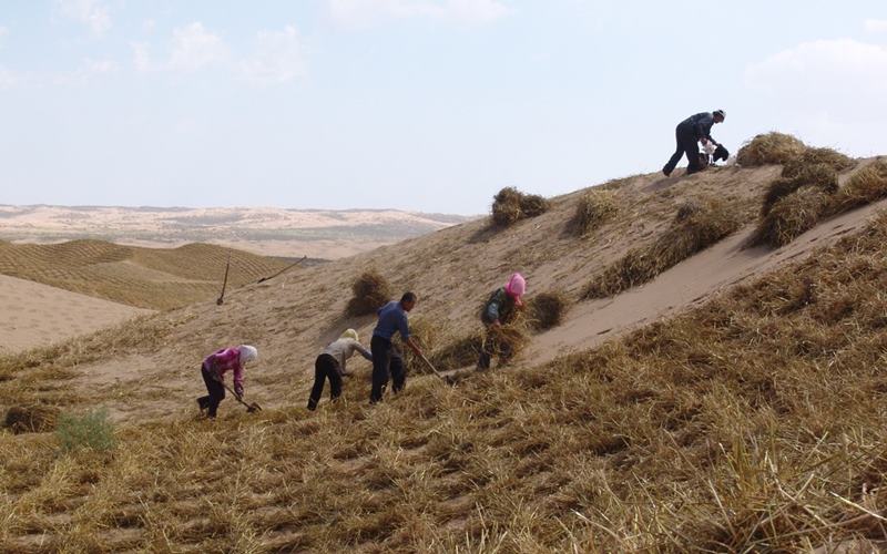 La gente trabaja para controlar la arena en el desierto de Mu Us. (Foto cortesía de la Reserva Natural de Baijitan)