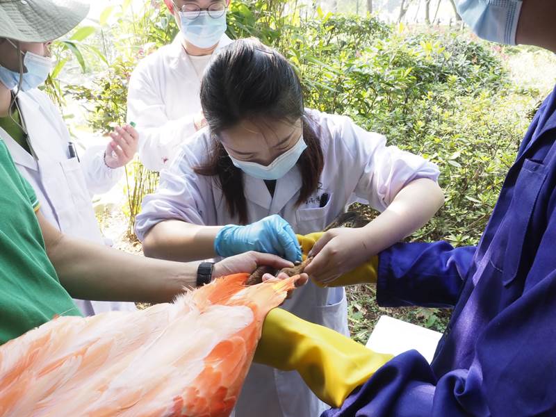 Personal del Zoológico de Wuhan revisa los flamencos y les proporciona vacunas. [Foto: proporcionada a China Daily]