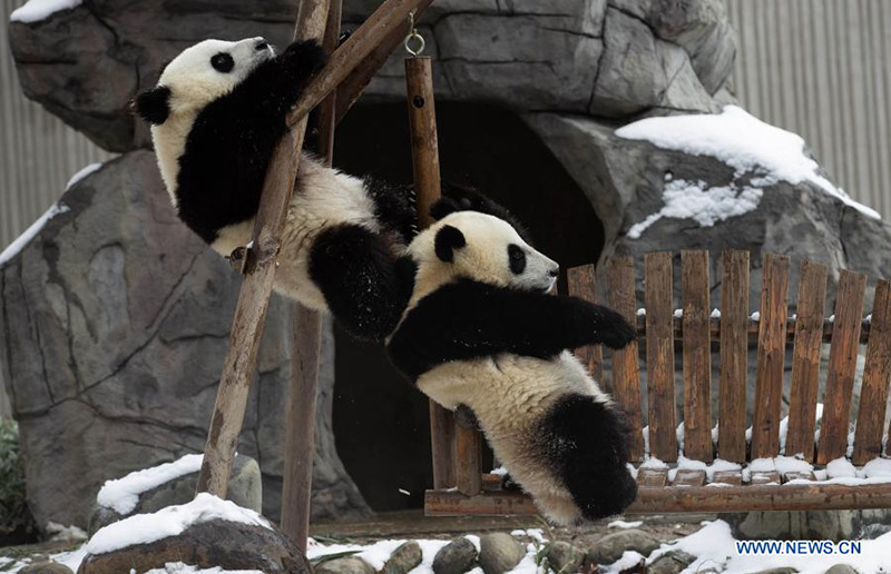 Pandas gigantes juegan después una nevada en la Reserva Natural Nacional de Wolong