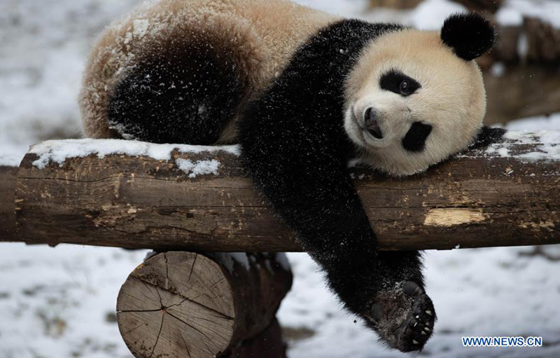 Pandas gigantes juegan después una nevada en la Reserva Natural Nacional de Wolong