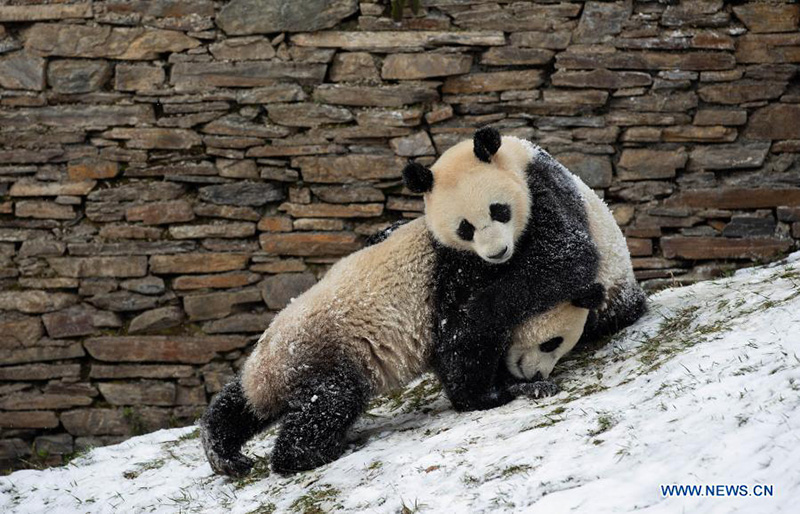 Pandas gigantes juegan después una nevada en la Reserva Natural Nacional de Wolong