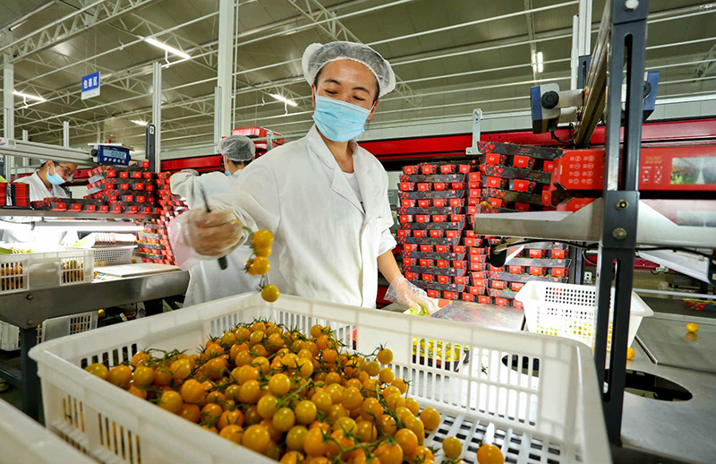 El 30 de julio, los trabajadores empaquetaron los tomates en el taller de embalaje de un invernadero inteligente moderno de Haisheng, un proyecto de demostración agrícola en Zhangye, provincia de Gansu. Wang Jiang / Pueblo en Línea