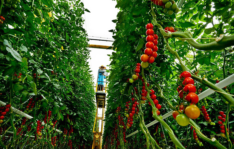 El 30 de julio, los trabajadores clasificaron plántulas de tomate en el taller de cultivo industrializado de hortalizas de un invernadero inteligente moderno de Haisheng, un proyecto de demostración agrícola en Zhangye, provincia de Gansu. Wang Jiang / Pueblo en Línea