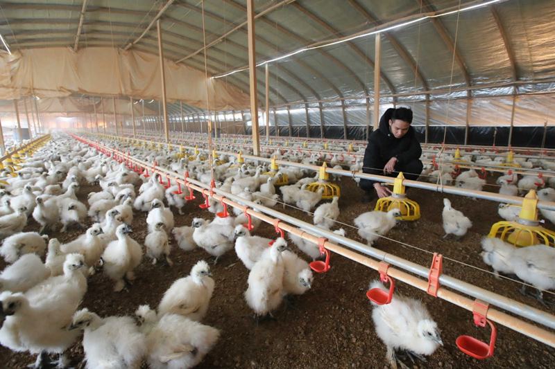 Un miembro de un equipo de tecnología para la mitigación de la pobreza supervisa el forraje en una granja de pollos del municipio Renhe, condado de Xiajiang, Ji'an, provincia de Jiangxi, 4 de diciembre del 2020. (Foto: Pueblo en Línea/ Chen Fuping)