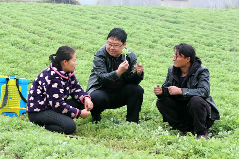 Lu Qinghui, ingeniero agrónomo de la ciudad de Mingguang, en la provincia de Anhui, enseña a Wang Tao, un agricultor de ajenjo de la aldea Doushan, cómo manejar la planta durante el clima frío, 1º de abril del 2020. (Foto: Pueblo en Línea/ Li Xiaocun)