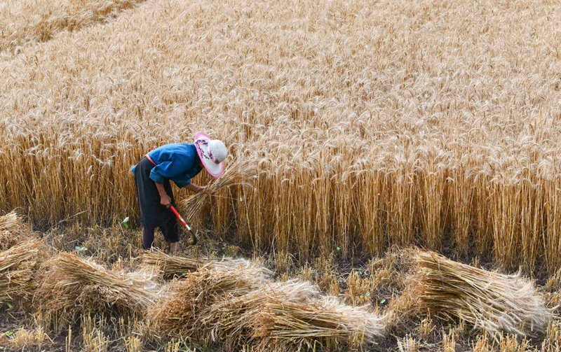 Un agricultor cosecha trigo en un campo de la aldea Wushi, provincia de Guizhou. (Foto: Yang Wenbin/ Xinhua)