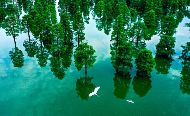 El 14 de junio de 2020, en Dahantang, ciudad de Hefei, provincia de Anhui, las garcetas volaban entre los árboles. Zuo Xuechang / Pueblo en Línea
