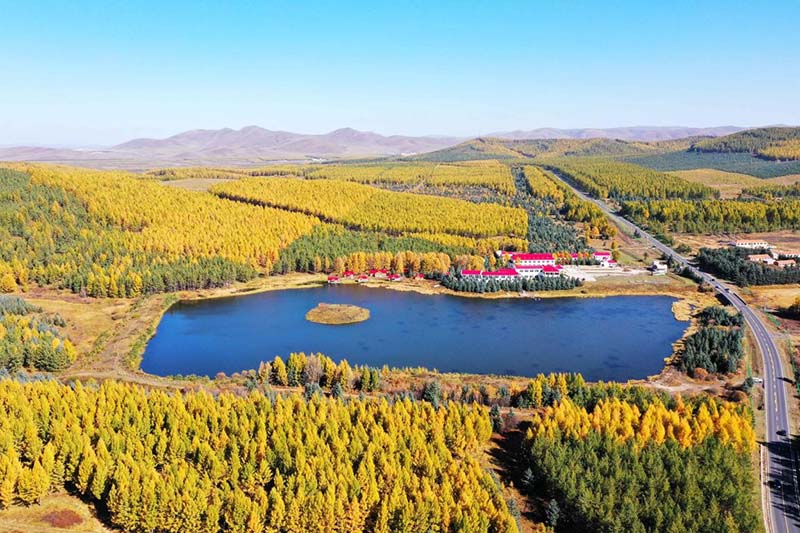 El hermoso paisaje del Parque Forestal Nacional de Saihanba, el 1 de octubre de 2020. Fan Jiashan / Pueblo en Línea