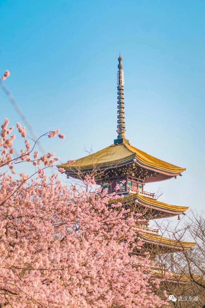 Con el calor de la primavera florecen los cerezos en Wuhan