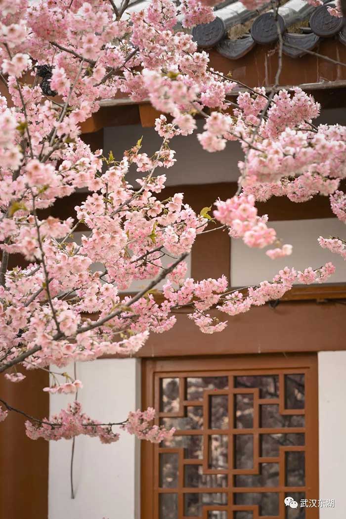 Con el calor de la primavera florecen los cerezos en Wuhan