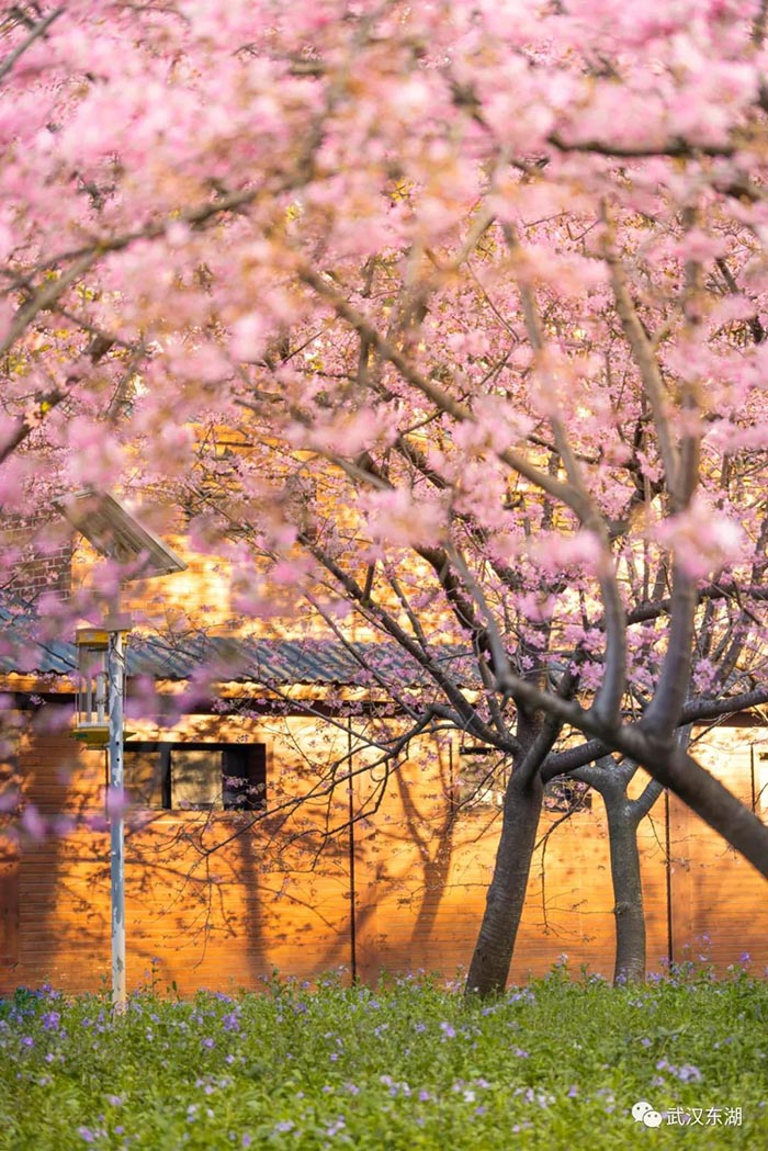 Con el calor de la primavera florecen los cerezos en Wuhan