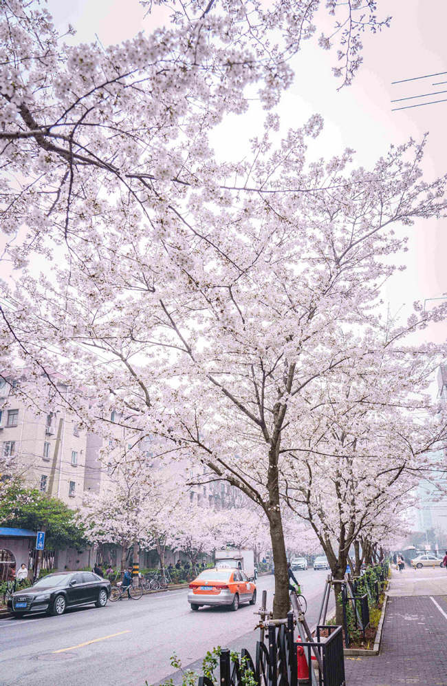 Cerezo en flor de la avenida Yongle, distrito Baoshan, Shanghai. [Foto: proporcionada a China Daily]