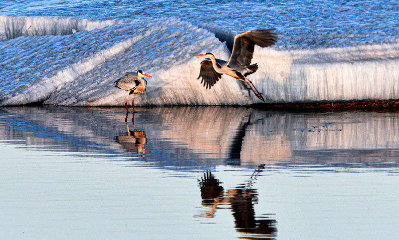 Con el aumento de las temperaturas a principios de la primavera, se han avistado un número creciente de aves migratorias cerca del río Heilong en Heihe, provincia de Heilongjiang. [Wang Dianjie / Para chinadaily.com.cn]