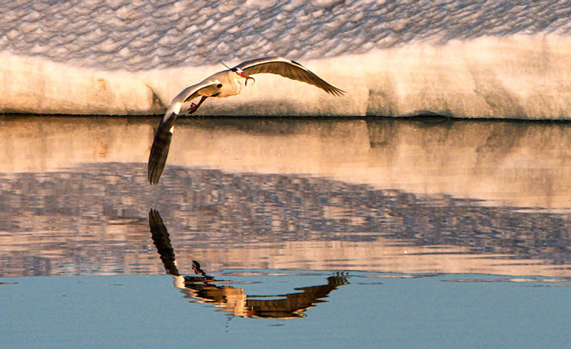 Con el aumento de las temperaturas a principios de la primavera, se han avistado un número creciente de aves migratorias cerca del río Heilong en Heihe, provincia de Heilongjiang. [Wang Dianjie / Para chinadaily.com.cn]