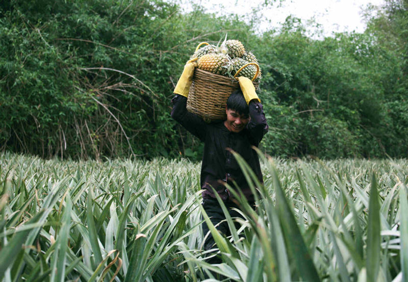 Un trabajador cosecha piñas en Qujie, condado de Xuwen en Zhanjiang, provincia de Guangdong. [Foto: Zheng Erqi/ China Daily]